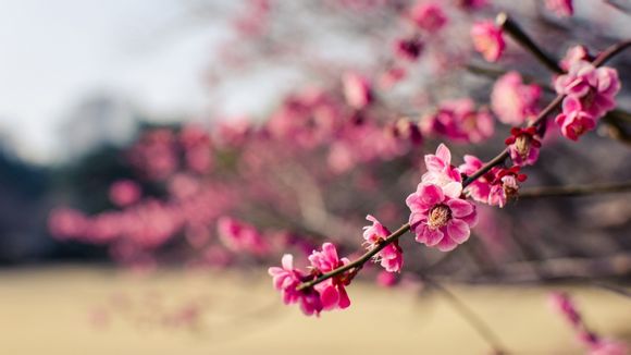 刀鱼怎么保存