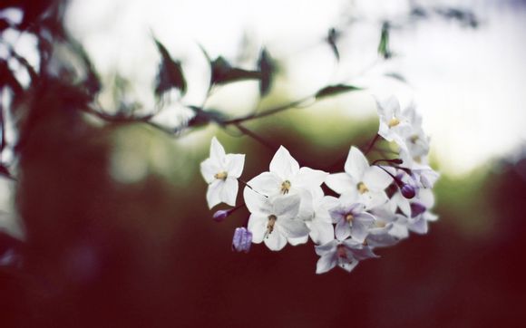 汤山芋怎么做
